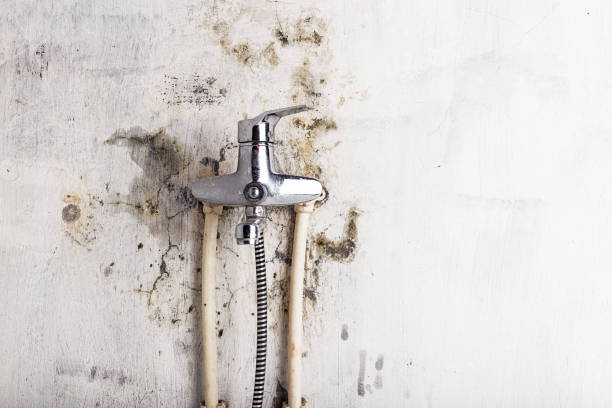 Best Commercial Mold Remediation in Winnsboro Mills, SC